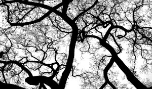 tree limb silhouette, lower res